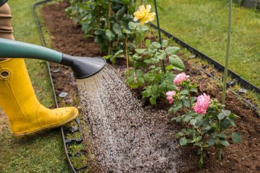 Sarı lastik çizmeli bir kadın çiçek tarlasında yeşil bir sulama kutusundan çim ızgarası olan çalılar açıyor. Yakınlarda diğer gül çalıları ve yeşil bir çimen görülebilir..