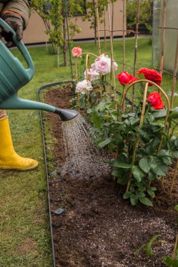 Sarı lastik çizmeli bir kadın çiçek tarlasında yeşil bir sulama kutusundan çim ızgarası olan çalılar açıyor. Yakınlarda diğer gül çalıları ve yeşil bir çimen görülebilir..