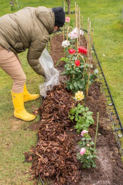 Eldivenli eller, çim çardağına dikilmiş pembe bir gül ağacının etrafına temiz bir torbadan odun parçaları döküyor. Sarı lastik çizmeler ve toprağa saçılmış gübre tanecikleri görülebilir..