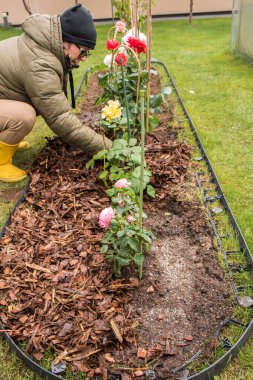 Eldivenli eller, çim çardağına dikilmiş pembe bir gül ağacının etrafına temiz bir torbadan odun parçaları döküyor. Sarı lastik çizmeler ve toprağa saçılmış gübre tanecikleri görülebilir..