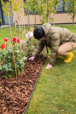 Eldivenli eller, çim çardağına dikilmiş pembe bir gül ağacının etrafına temiz bir torbadan odun parçaları döküyor. Sarı lastik çizmeler ve toprağa saçılmış gübre tanecikleri görülebilir..