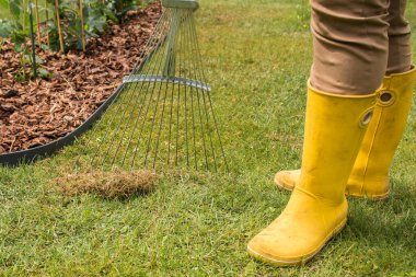 Sarı lastik çizmeli bir kadın, farklı renklerde güllerin yetiştiği bir çiçek tarlasının yanındaki yeşil çimlerden kuru ot topluyor. Bir seranın bir kısmı arka planda görünür..