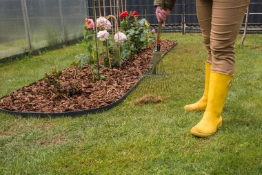 Sarı lastik çizmeli bir kadın, farklı renklerde güllerin yetiştiği bir çiçek tarlasının yanındaki yeşil çimlerden kuru ot topluyor. Bir seranın bir kısmı arka planda görünür..