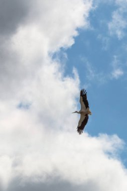 Tek bir leylek mavi gökyüzüne karşı uçar tüylü beyaz ve gri bulutlarla. Kuş, kanatları geniş bir şekilde uçarken tasvir edilir. Aşağıdan çekilen fotoğraf, gökyüzündeki kuşun ihtişamını vurguluyor..