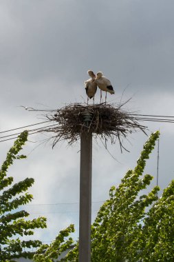 İki leylek elektrik direğinin tepesine inşa edilmiş büyük bir yuvada otururlar. Yuva büyük görünüyor, dallardan yapılmış. Ağaçların yeşil yaprakları aşağıda görülebiliyor ve arka planda bulutlu bir gökyüzü var..