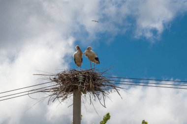 İki leylek, kablolara sarılı beton bir direğin tepesinde geniş, yayılan bir yuvada duruyor..