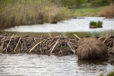 Dar bir nehrin karşısındaki kunduz barajı. Suyu tutan dallardan oluşan barajın yapısı görülebilir. Su küçük bir gölet oluşturdu. Nehrin kıyıları bitki örtüsüyle kaplı..
