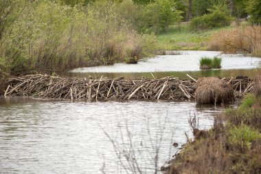 Dar bir nehrin karşısındaki kunduz barajı. Suyu tutan dallardan oluşan barajın yapısı görülebilir. Su küçük bir gölet oluşturdu. Nehrin kıyıları bitki örtüsüyle kaplı..