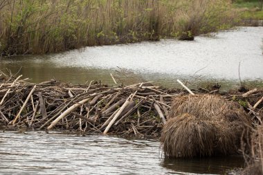 Dar bir nehrin karşısındaki kunduz barajı. Suyu tutan dallardan oluşan barajın yapısı görülebilir. Su küçük bir gölet oluşturdu. Nehrin kıyıları bitki örtüsüyle kaplı..