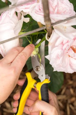 Yumuşak pembe gülleri budamak için sarı budama makası kullanan eller. Bir el budama makasını kullanıyor, dikkatlice solmuş bir tomurcuğu kesiyor ya da fazladan bir çekim yapıyor..
