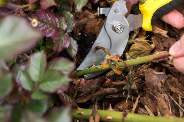 Bir bitki sapını sarı saplı budama makası ile budama anı. Budama makasının metal bıçakları sapı sıkıca kavrayıp kesmeye hazırlanıyor. Ağaç kabuğu, yaprak ve bitkinin diğer kısımları gövdenin etrafında görünür..