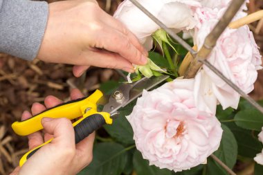 Yumuşak pembe gülleri budamak için sarı budama makası kullanan eller. Bir el budama makasını kullanıyor, dikkatlice solmuş bir tomurcuğu kesiyor ya da fazladan bir çekim yapıyor..