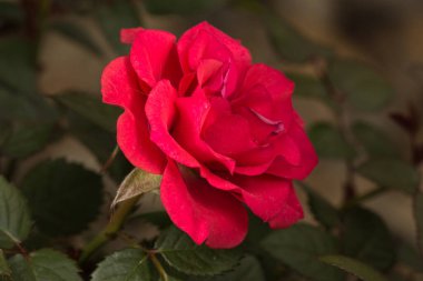 Çiçek açan taç yapraklarıyla parlak kırmızı bir gül. Gül yapraklarının kadife gibi bir dokusu ve koyu kırmızı bir tonu vardır..