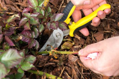Bir bitki sapını sarı saplı budama makası ile budama anı. Budama makasının metal bıçakları sapı sıkıca kavrayıp kesmeye hazırlanıyor. Ağaç kabuğu, yaprak ve bitkinin diğer kısımları gövdenin etrafında görünür..