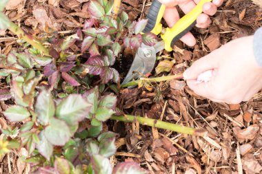 Bir bitki sapını sarı saplı budama makası ile budama anı. Budama makasının metal bıçakları sapı sıkıca kavrayıp kesmeye hazırlanıyor. Ağaç kabuğu, yaprak ve bitkinin diğer kısımları gövdenin etrafında görünür..