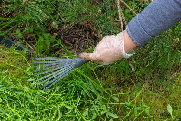 Küçük bir el tırmığı tutan ve yerden kesilmiş ot ya da yabani otları toplayan şeffaf eldivenli bir elin yakın çekimi..
