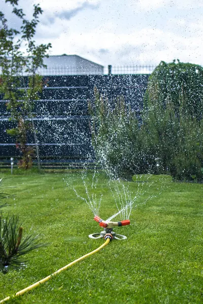 Özel bir bahçede yeşil çimlerin otomatik olarak sulanması. Çerçevenin ortasında sarı bir hortuma bağlı bir fıskiye görebilirsiniz. Çimlerin etrafında çeşitli çalılar yetişiyor..