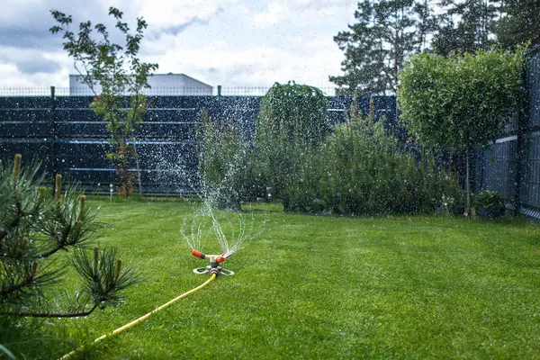 Özel bir bahçede yeşil çimlerin otomatik olarak sulanması. Çerçevenin ortasında sarı bir hortuma bağlı bir fıskiye görebilirsiniz. Çimlerin etrafında çeşitli çalılar yetişiyor..