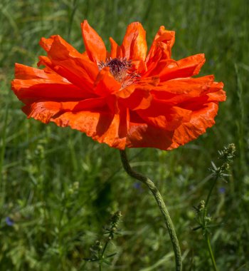 Büyük, parlak turuncu bir gelincik çiçeği, uzun ve zarif bir gövde üzerinde. Çiçeğin taç yaprakları büyük, buruşuk, dalgalı kenarlı, şehvetli bir doku yaratıyor..