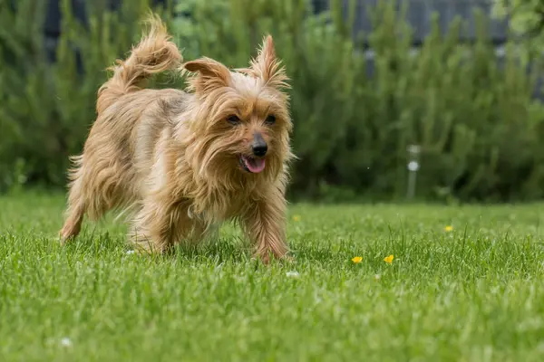Kırmızımsı kahverengi uzun saçlı, yeşil çimlerde koşan bir teriyer. Köpeğin kulakları diktir, ağzı hafifçe açıktır, dili görünür, bu da etkinlik ve oyunculuk izlenimi yaratır. Köpeğin kuyruğu kabarık ve kabarık.