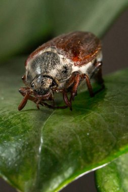 Bir Mayıs böceğinin (Melolontha melolontha) yakın çekimi. Böceğin göğsünde ve yanlarında karakteristik bir kahverengi ve açık ergenlik var. Antenlerinin ve bacaklarının ayrıntıları açıkça görülüyor..