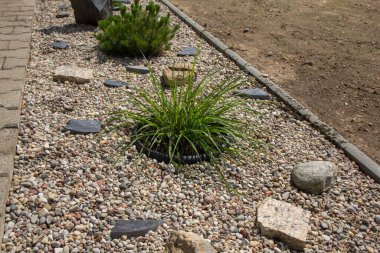 Manzara tasarımı elementi. Kompozisyonun ortasında yuvarlak plastik bir forma yerleştirilmiş bir bitki var. Bir sınır bandı yerleştiriliyor, çakıl bölgesini çıplak zeminden ayırıyor..