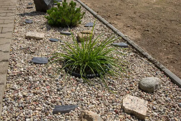 Manzara tasarımı elementi. Kompozisyonun ortasında yuvarlak plastik bir forma yerleştirilmiş bir bitki var. Bir sınır bandı yerleştiriliyor, çakıl bölgesini çıplak zeminden ayırıyor..