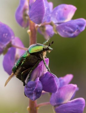 Mor lup çiçeğinin üzerinde duran metalik parıltılı yeşil bir böcek. Böceğin yapısı, bacakları, antenleri ve çiçeğin hassas taç yaprakları da dahil olmak üzere açıkça görülebilir..