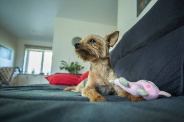 Bir Yorkshire Teriyeri koyu gri bir kanepede küçük pembe doldurulmuş bir oyuncakla oynuyor. Köpeğin tipik bir Yorkie boyası var. Altın sarısı bir kafası ve gri bir sırtı..
