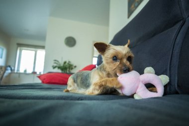Bir Yorkshire Teriyeri koyu gri bir kanepede küçük pembe doldurulmuş bir oyuncakla oynuyor. Köpeğin tipik bir Yorkie boyası var. Altın sarısı bir kafası ve gri bir sırtı..