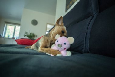 Bir Yorkshire Teriyeri koyu gri bir kanepede küçük pembe doldurulmuş bir oyuncakla oynuyor. Köpeğin tipik bir Yorkie boyası var. Altın sarısı bir kafası ve gri bir sırtı..