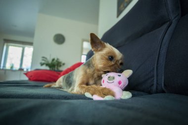 Bir Yorkshire Teriyeri koyu gri bir kanepede küçük pembe doldurulmuş bir oyuncakla oynuyor. Köpeğin tipik bir Yorkie boyası var. Altın sarısı bir kafası ve gri bir sırtı..