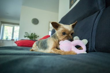 Bir Yorkshire Teriyeri koyu gri bir kanepede küçük pembe doldurulmuş bir oyuncakla oynuyor. Köpeğin tipik bir Yorkie boyası var. Altın sarısı bir kafası ve gri bir sırtı..