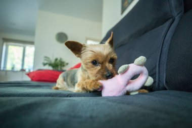 Bir Yorkshire Teriyeri koyu gri bir kanepede küçük pembe doldurulmuş bir oyuncakla oynuyor. Köpeğin tipik bir Yorkie boyası var. Altın sarısı bir kafası ve gri bir sırtı..