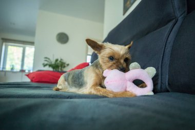 Bir Yorkshire Teriyeri koyu gri bir kanepede küçük pembe doldurulmuş bir oyuncakla oynuyor. Köpeğin tipik bir Yorkie boyası var. Altın sarısı bir kafası ve gri bir sırtı..
