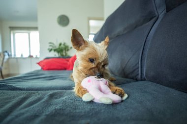 Bir Yorkshire Teriyeri koyu gri bir kanepede küçük pembe doldurulmuş bir oyuncakla oynuyor. Köpeğin tipik bir Yorkie boyası var. Altın sarısı bir kafası ve gri bir sırtı..
