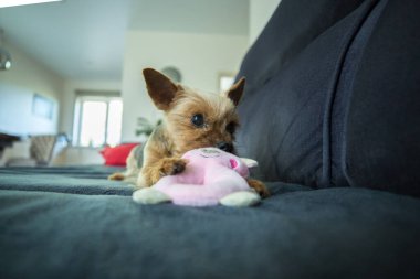 Bir Yorkshire Teriyeri koyu gri bir kanepede küçük pembe doldurulmuş bir oyuncakla oynuyor. Köpeğin tipik bir Yorkie boyası var. Altın sarısı bir kafası ve gri bir sırtı..
