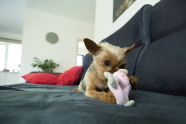 Bir Yorkshire Teriyeri koyu gri bir kanepede küçük pembe doldurulmuş bir oyuncakla oynuyor. Köpeğin tipik bir Yorkie boyası var. Altın sarısı bir kafası ve gri bir sırtı..