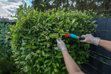 Bahçedeki yeşil bir çalıyı budama işlemi. Beyaz bahçe eldivenli bir insanın elleri dalları budamak için budama makası kullanarak görülebilir. Çalı gür, sık yapraklı..