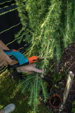 Ağlayan bir karaçanın dallarını budama makası kullanarak şeffaf eldivenler giyen birinin elleri. Ağacın uzun, narin yeşil iğneleri görünür..