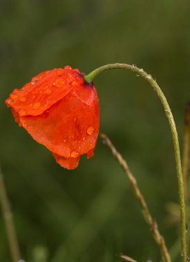 Sapına yaslanmış parlak kırmızı gelincik çiçeği. Haşhaş yaprakları sayısız damla suyla kaplıdır, bu da onlara parlaklık ve tazelik verir. Haşhaşın sapı kıvrımlı, ayrıca damlalarla kaplı..