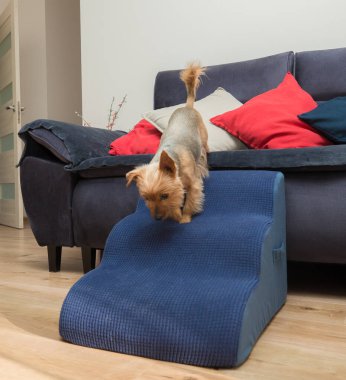 Yorkshire Teriyeri mavi merdivenlerden iniyor. Tekstil malzemesinden yapılmış, ahşap zeminde duran mavi basamaklar..