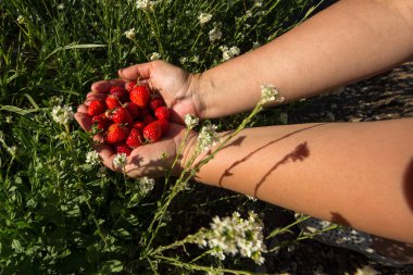 İki palmiye taze olgun çilek dolu parlak kırmızı renkli. Elleri yeşil çimenlerin ve çiçeklerin arasındadır. Bu da bahçede ya da tarlada hasat hissi yaratır..