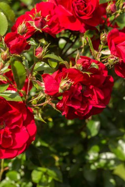 Çiçek açan çiçekler ve tomurcuklarla bezenmiş kırmızı güllerden oluşan gür bir çalılık. Güneş ışığı çiçeklerin üzerine düşüyor, güzelliklerini vurguluyor.