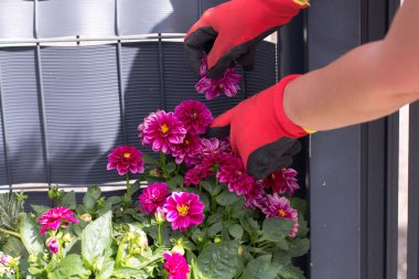 Kırmızı ve siyah bahçe eldivenleri giymiş eller kabın içinde büyüyen dalya çalısı ile ilgileniyor. Bir el solmuş bir çiçeği tutar, diğer el yapraklara dokunur..