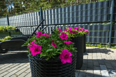 Üç uzun, siyah hasır çiçekli, parlak pembe petunyalı, asfaltlı terasın manzarası.