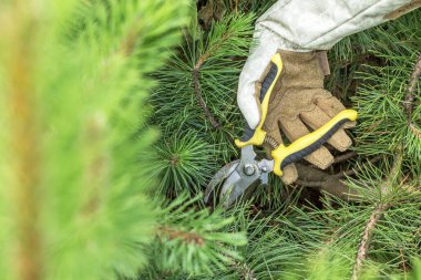 Eldivenli eller yeşil çam dallarını buduyor. Görüntü budama sürecine odaklanır, iğnelerin ve aletin detaylarının yanı sıra bahçıvanın dikkatli çalışmalarını vurgular.