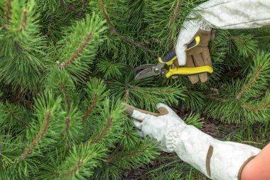 Eldivenli eller yeşil çam dallarını buduyor. Görüntü budama sürecine odaklanır, iğnelerin ve aletin detaylarının yanı sıra bahçıvanın dikkatli çalışmalarını vurgular.