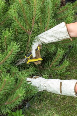 Eldivenli eller yeşil çam dallarını buduyor. Görüntü budama sürecine odaklanır, iğnelerin ve aletin detaylarının yanı sıra bahçıvanın dikkatli çalışmalarını vurgular.