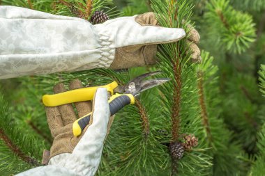 Eldivenli eller yeşil çam dallarını buduyor. Görüntü budama sürecine odaklanır, iğnelerin ve aletin detaylarının yanı sıra bahçıvanın dikkatli çalışmalarını vurgular.